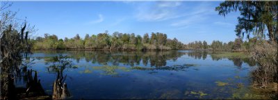 Lettuce Lake Panorama