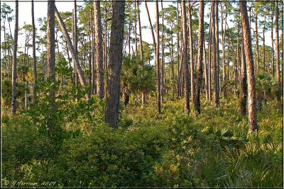 Hardwood Hammock