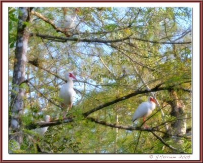 The Ibis Tree