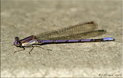 Violet Dancer ~ Argia fumipennis violacea Male