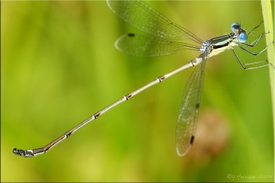 Slender Spreadwing  ~  Lestes rectangularis Male