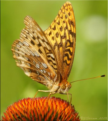 Fritillary on Coneflower