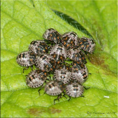 Stink Bug Nymphs