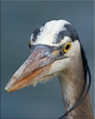 Portrait of a Great Blue Heron