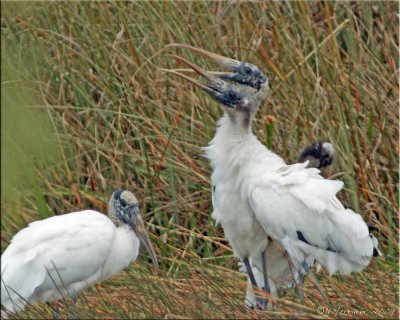 Storks A-Courting