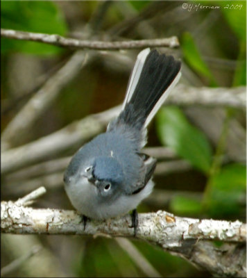 Inquisitive Blue-Gray Gnatcatcher