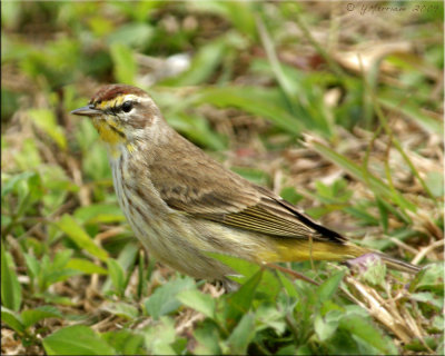 Palm Warbler