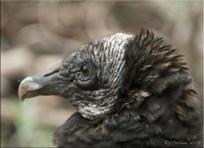 Black Vulture in Profile