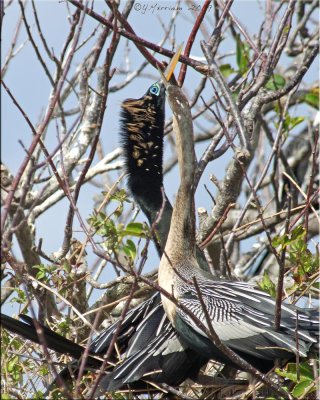 Anhinga Love