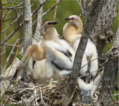 Anhinga Chicks