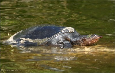 Florida Softshell Turtle