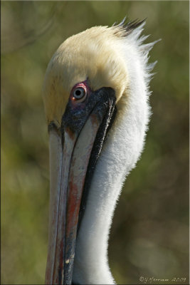 Pelican in Profile