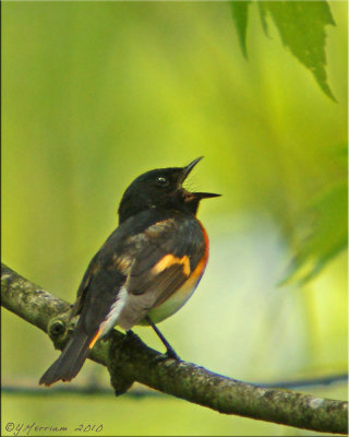 Singing American Redstart Male