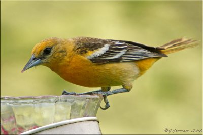 Baltimore Oriole Female at Grape Jelly