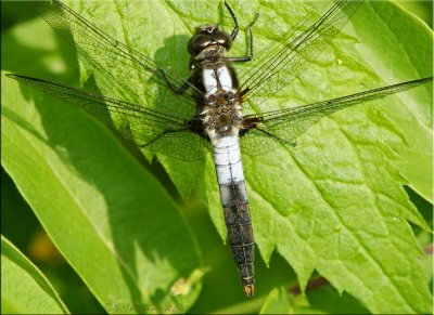 Chalk-fronted Corporal ~ Ladona julia Male