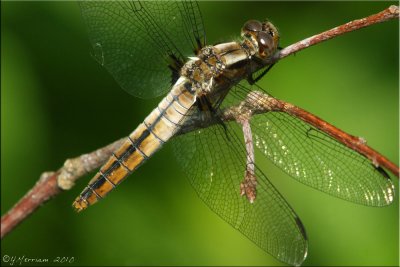 Chalk-fronted Corporal ~ Ladona julia Female