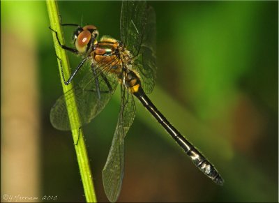 Racket-tailed Emerald ~ Dorocordulia libera