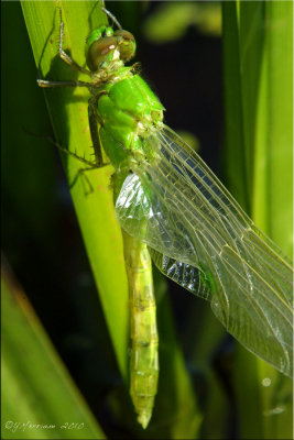 Freshly Emerged Pondhawk