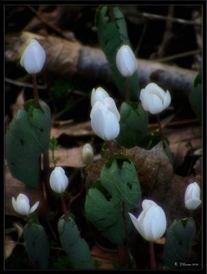 A Coven of Bloodroot