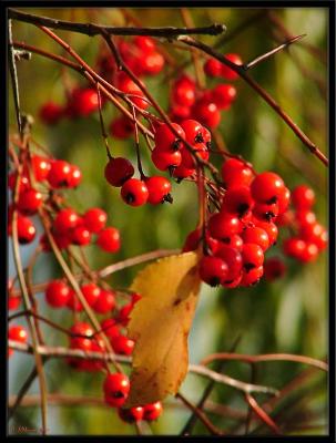 Hawthorn Berries