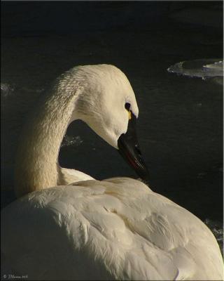 Swan Song