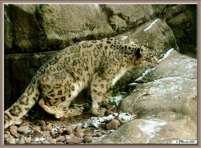 Ready to Pounce!