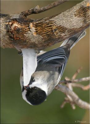 Chickadee Popsicles