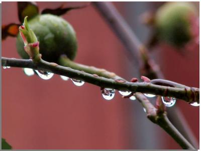 Rose hips and Raindrops