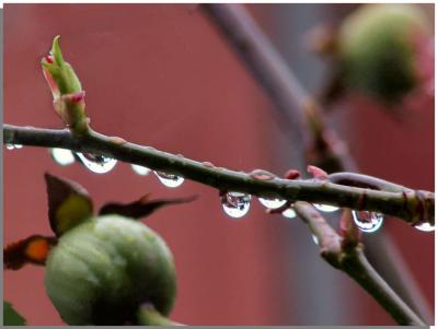 Rose hips and Raindrops