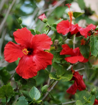 a beautiful Red Hibiscus !