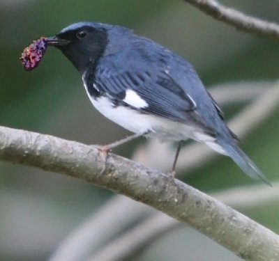 a Black-throated blue Warbler (?) birdie eating the Ficus Berrys