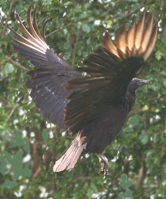 Buzzard Boy still taking off - takes time with him !