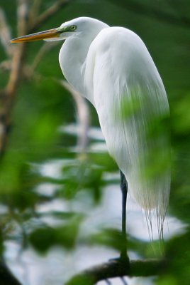 The Great White Egret at dusk after a hard day on the lake!