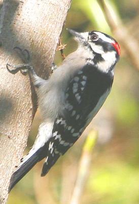 Mr. Woodpecker ( Downy Woodpecker )