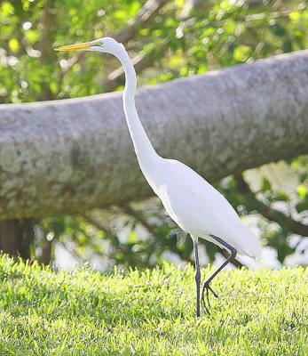 the Great White Egret lookin for another meal in the yard