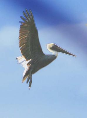 a Brown Pelican likes freshwater fish im our lake