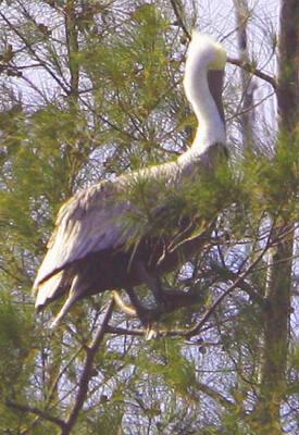 the Brown Pelican pearches on Austrialian Pines