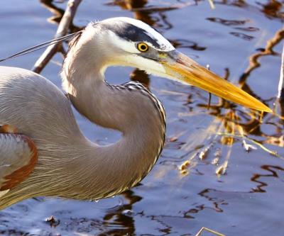 I saw this juvenile Great Blue Heron only 1 day - he let me get 10 feet away for 2 hours of shooting & I have never seen him aga