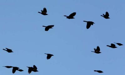 tons of Blackbirds