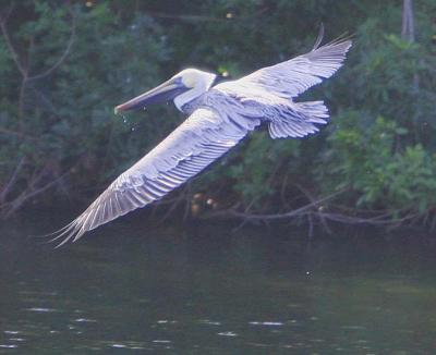 Mr. Pelican looking for a freshwater lunch