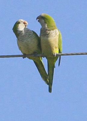 a couple of Love Parrots