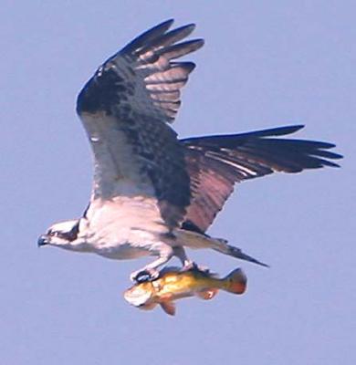 the Osprey with a great looking Bass for dinner!