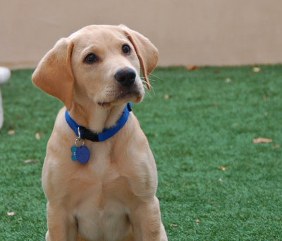Portrait of Charlie as a Young Man