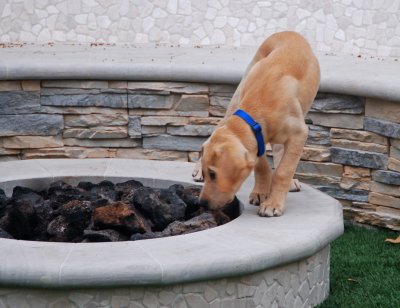 Charlie Checkin' Out the Fire Pit