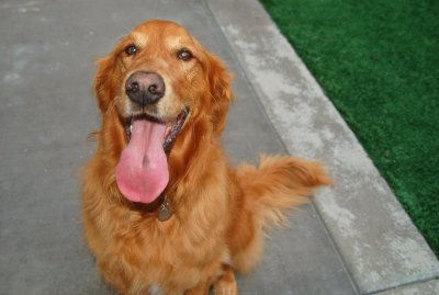 My Happy Face Guy, Chip