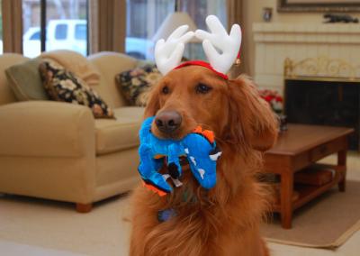 Reindeer Chip 2005