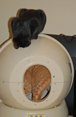 Watching Milo in the Loo