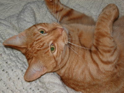 Milo Kitty