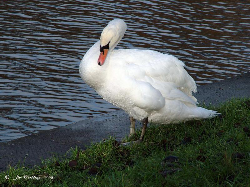 MUTE SWAN IN THE WINTER SUN