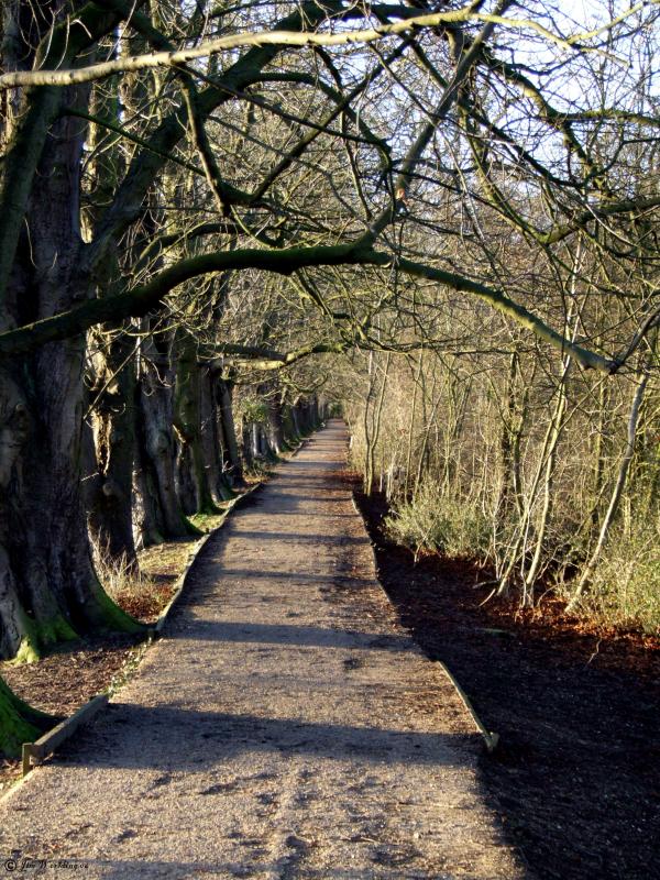 COUNTRY PARK IN WINTER